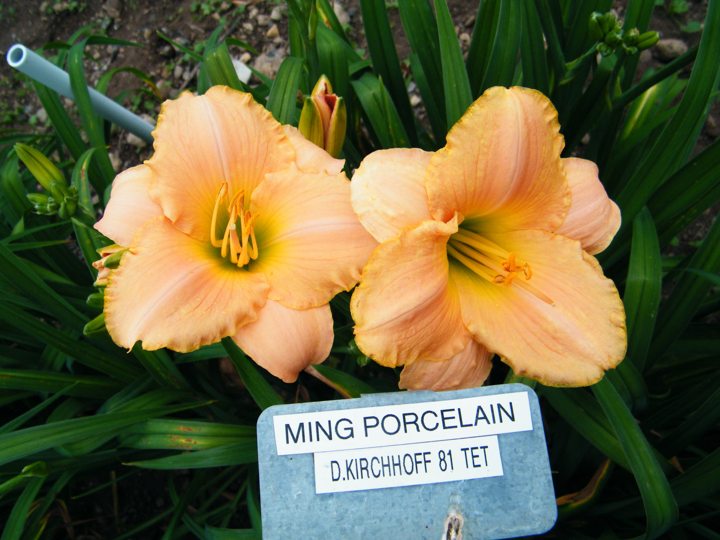 MING PORCELAIN