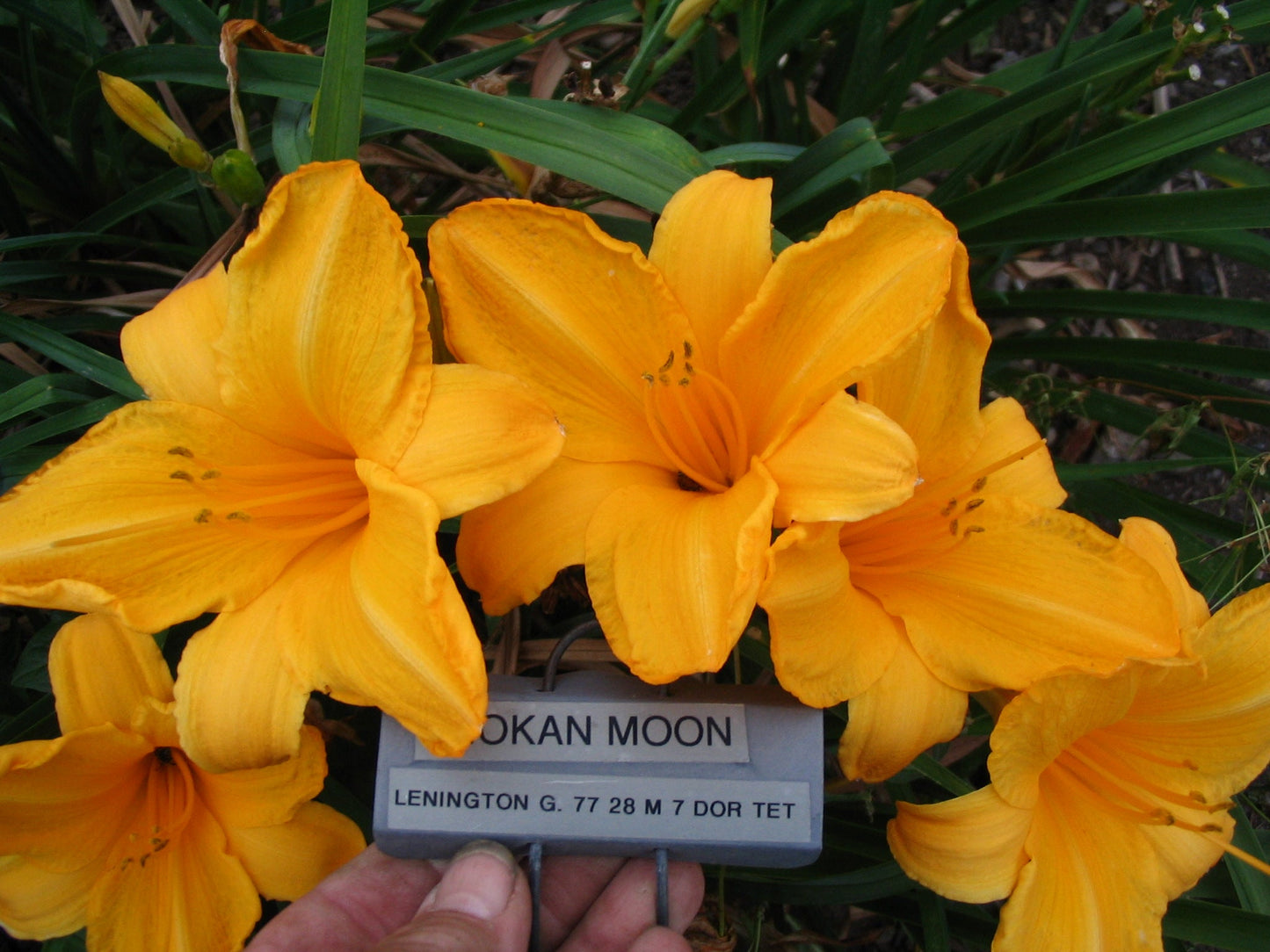 MOKAN MOON