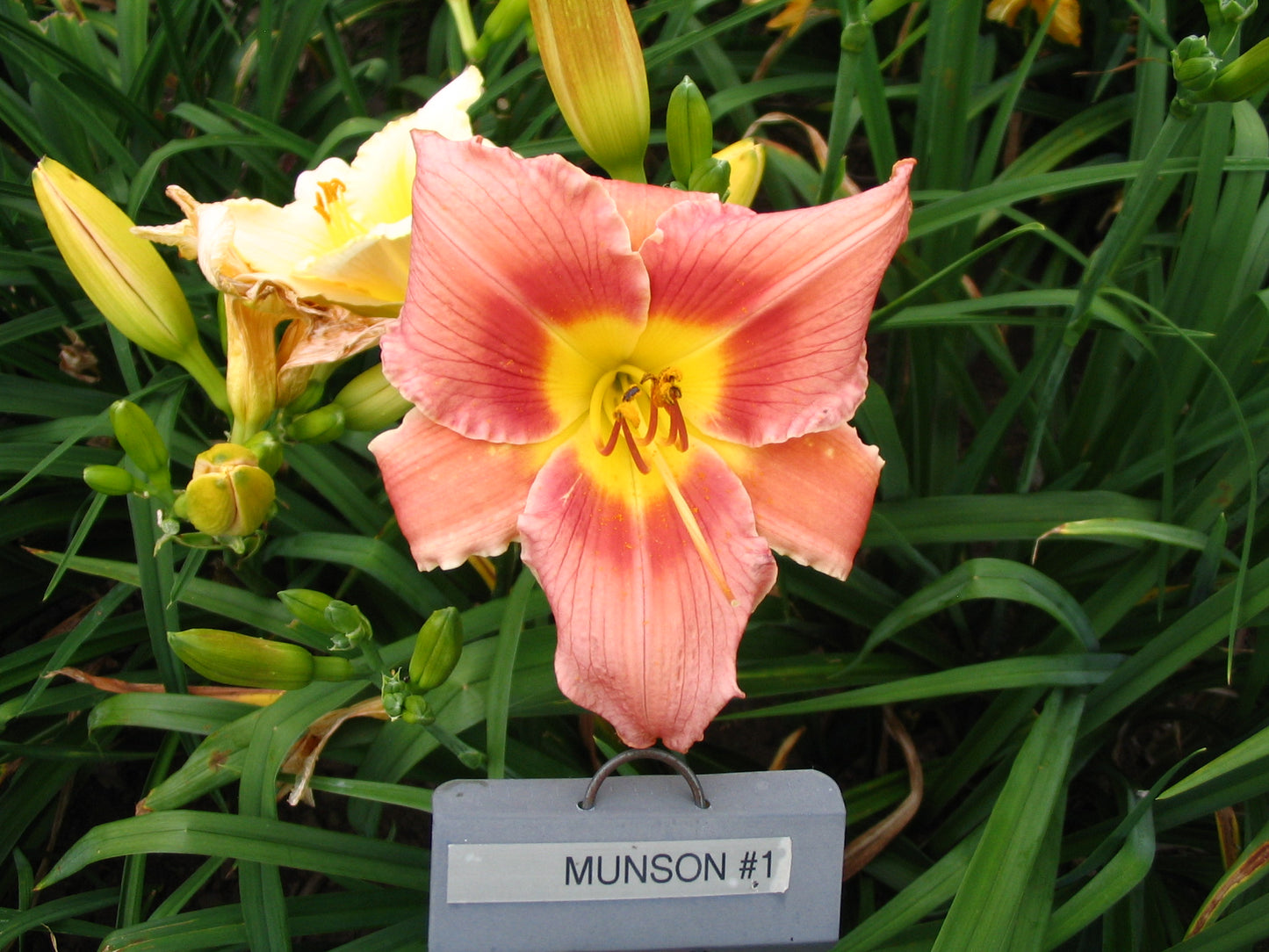 MUNSON SEEDLING #1