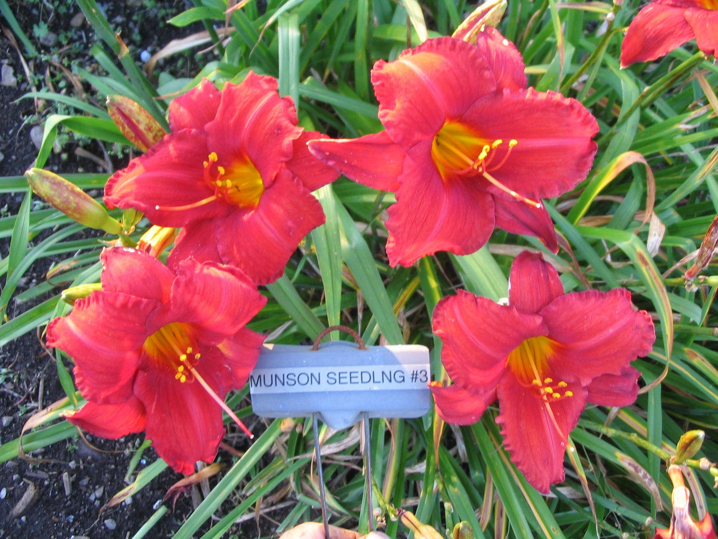 MUNSON SEEDLING #3