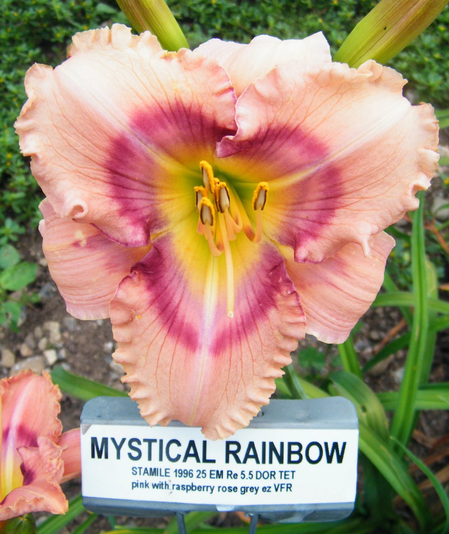 MYSTICAL RAINBOW