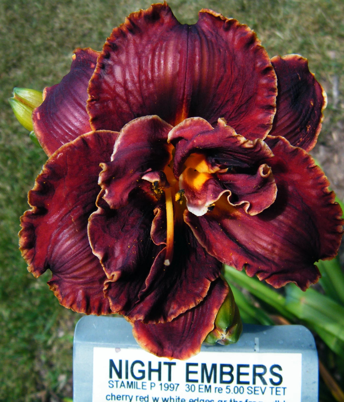 NIGHT EMBERS