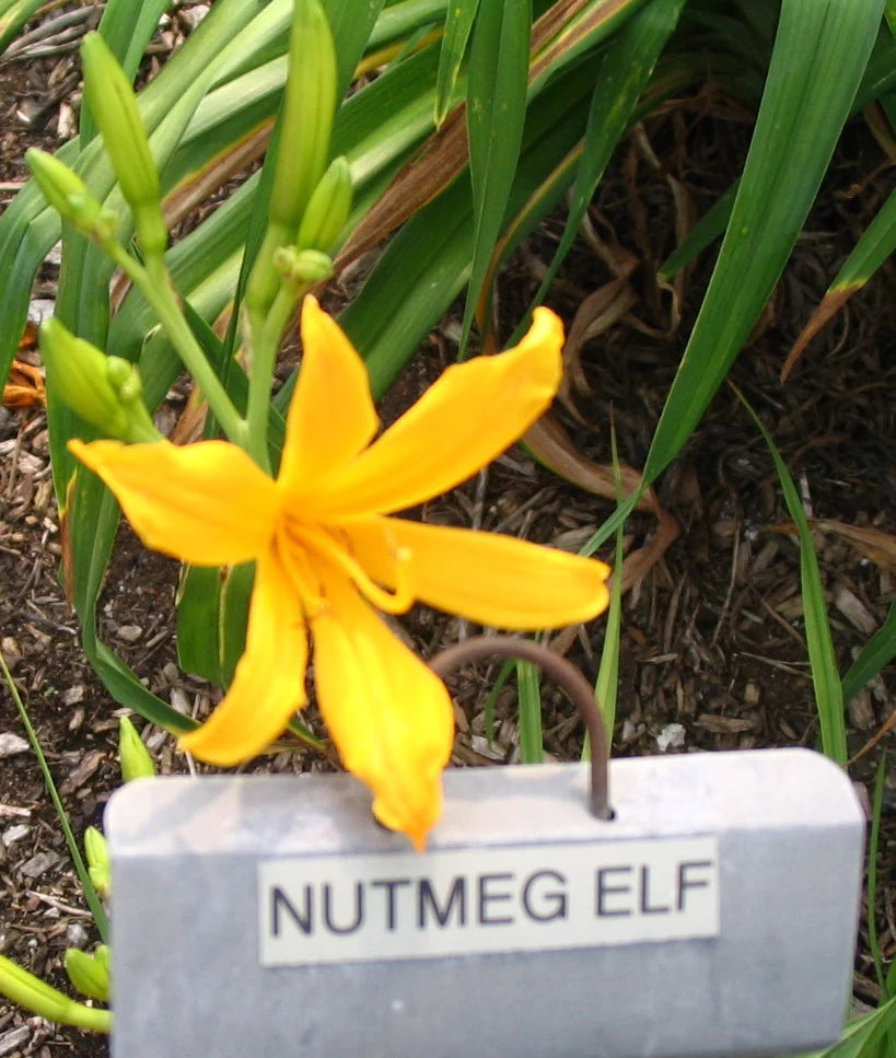 NUTMEG ELF