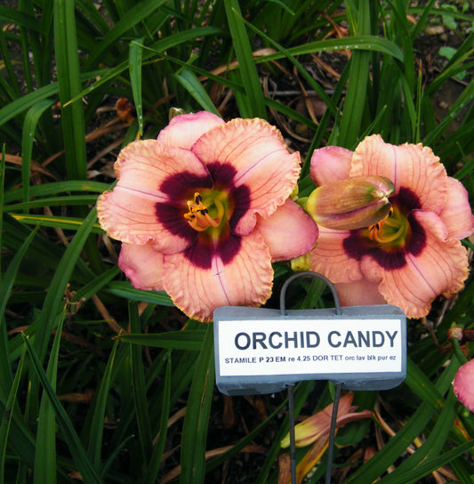 ORCHID CANDY