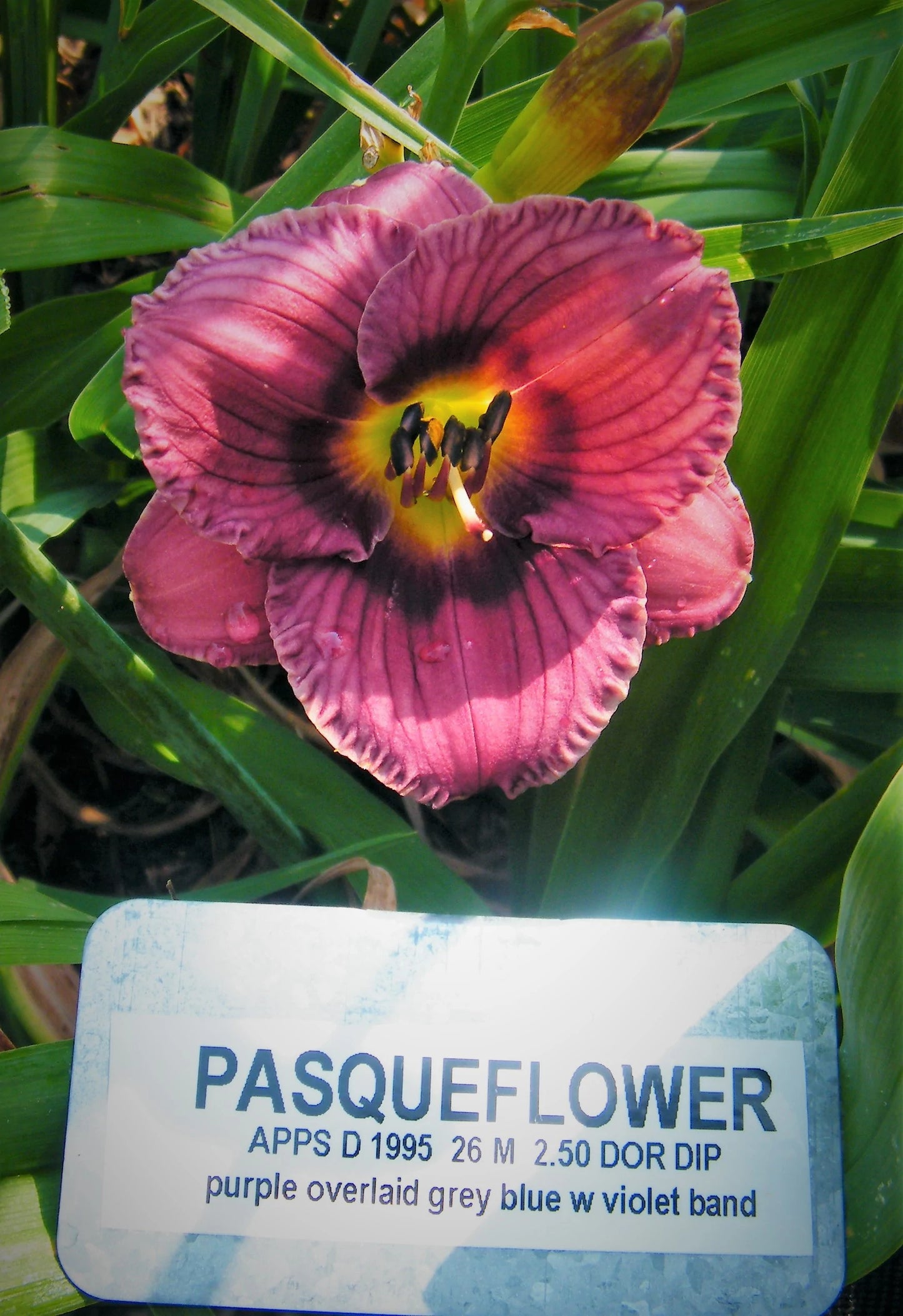 PASQUEFLOWER