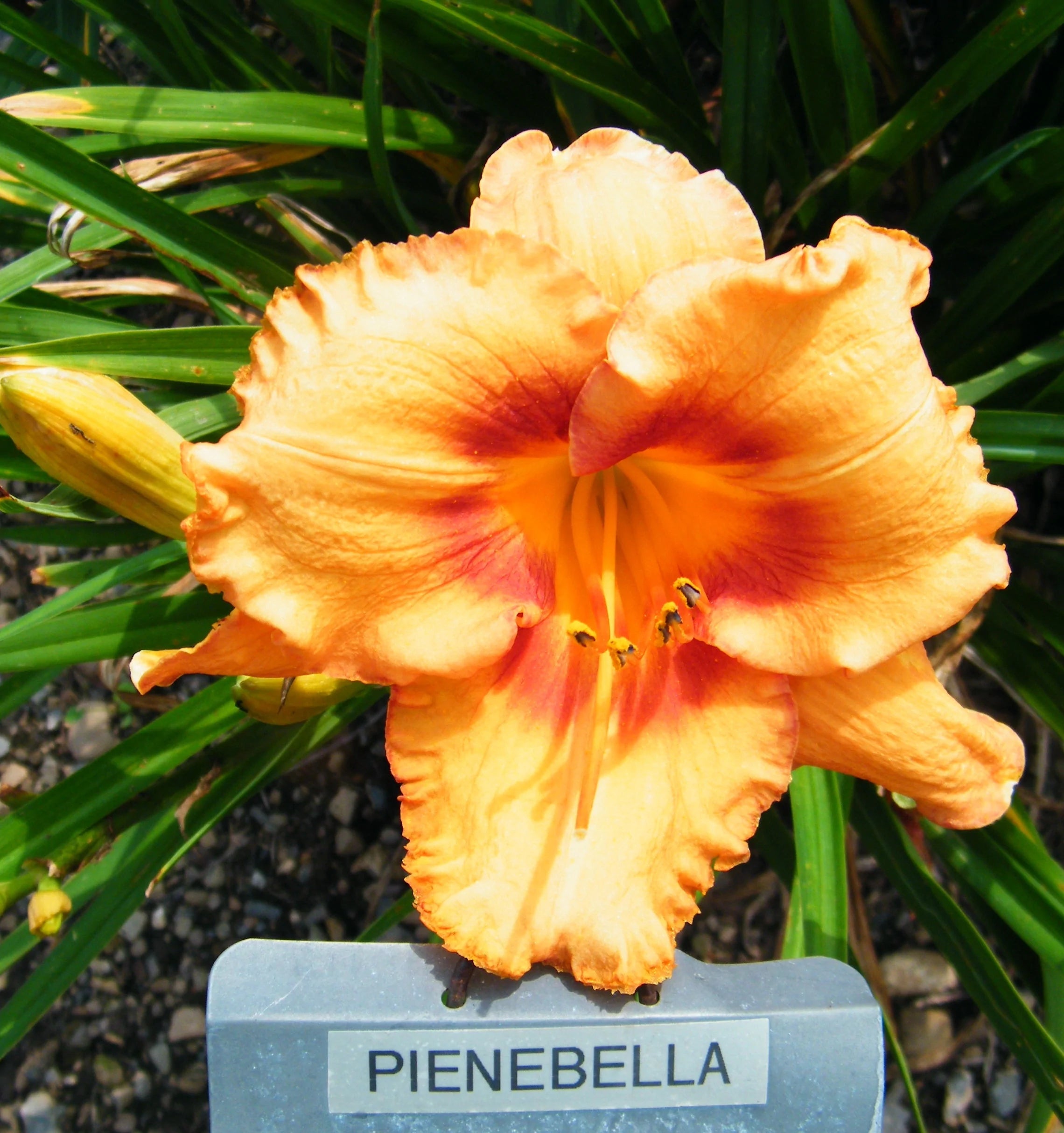 PIERREBELLA – QB Daylily Gardens