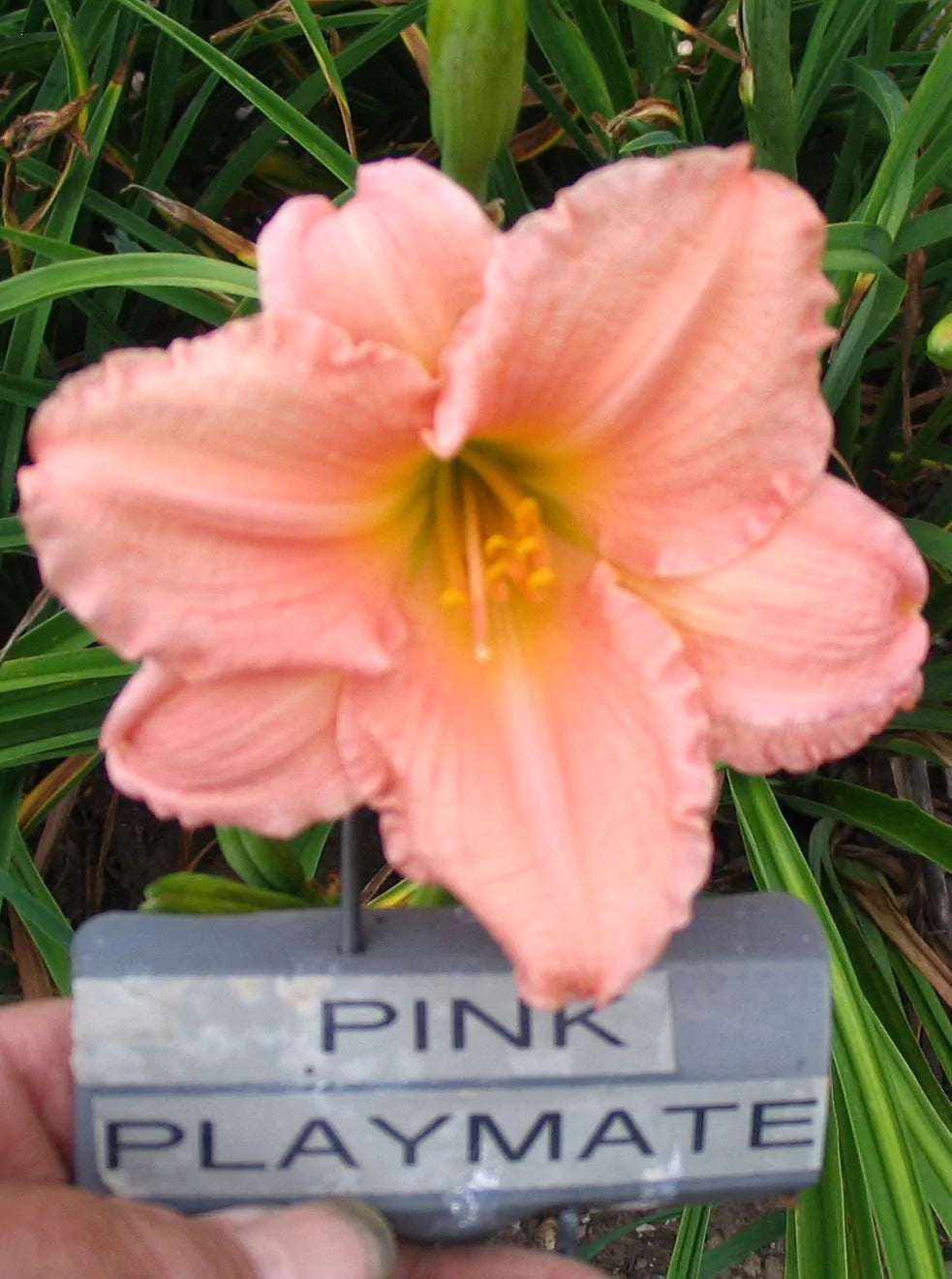 PINK PLAYMATE