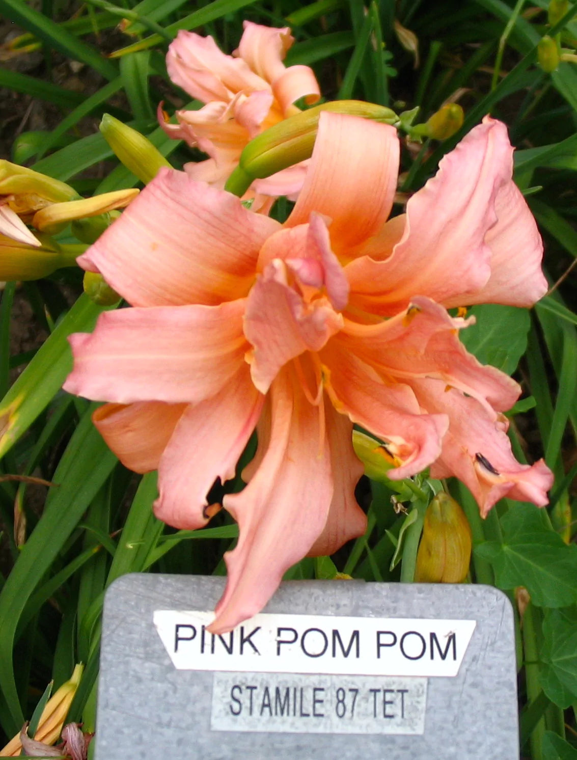 PINK POMPON