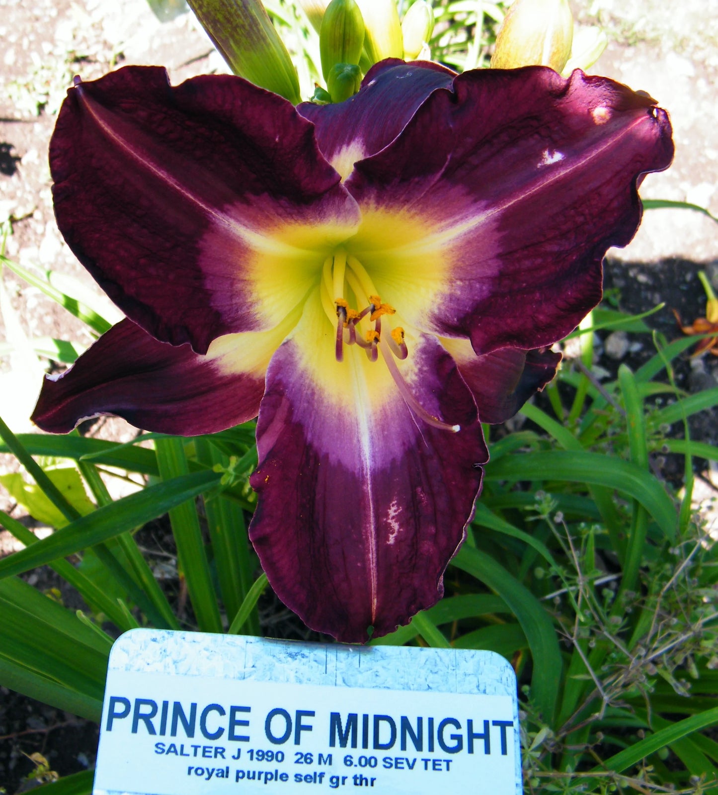 PRINCE OF MIDNIGHT