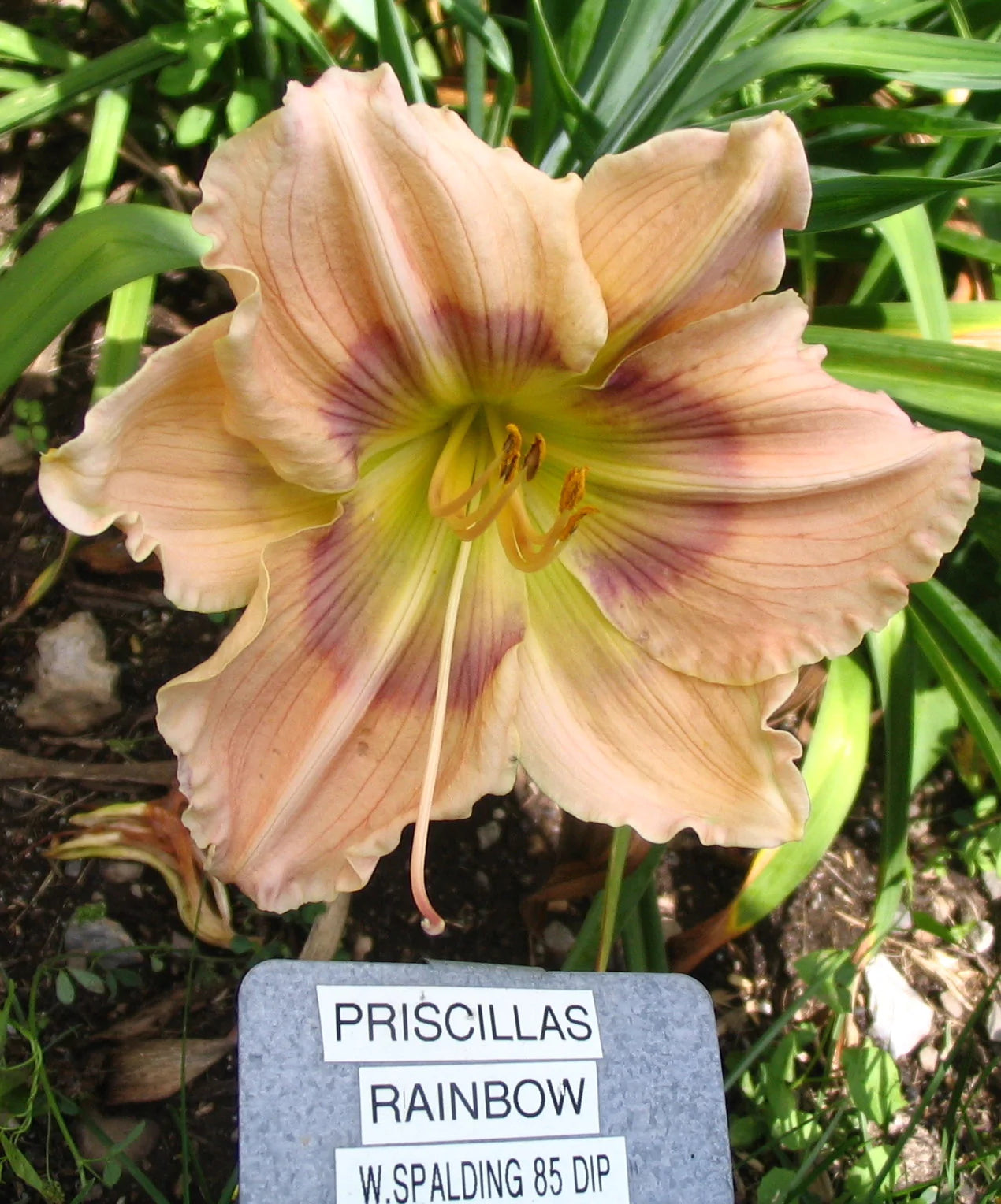 PRISCILLA'S RAINBOW