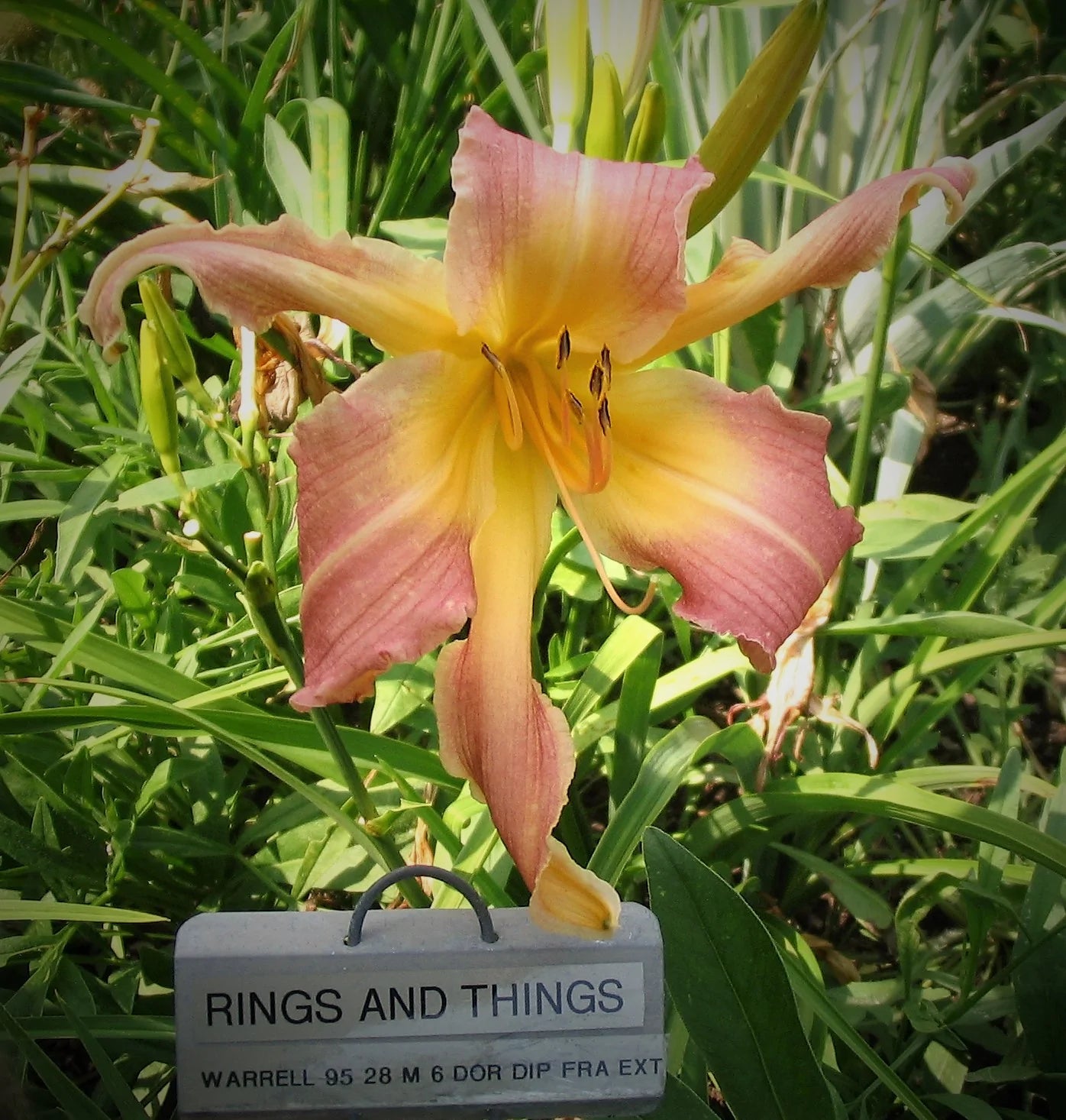RINGS AND THINGS