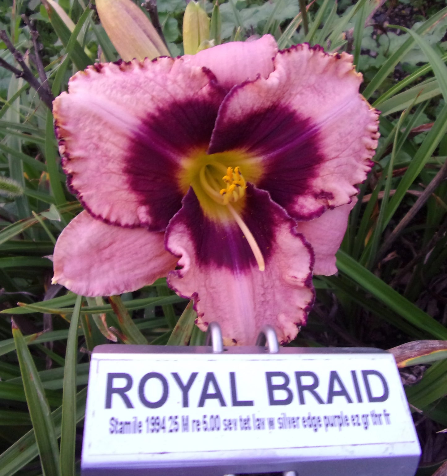 ROYAL BRAID