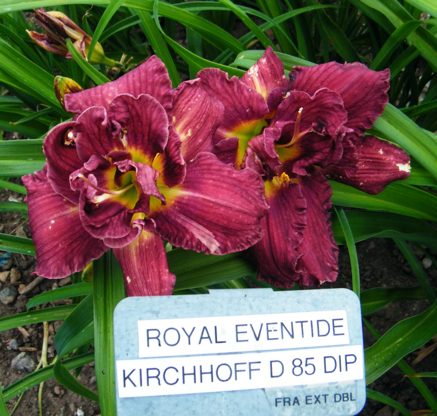 ROYAL EVENTIDE