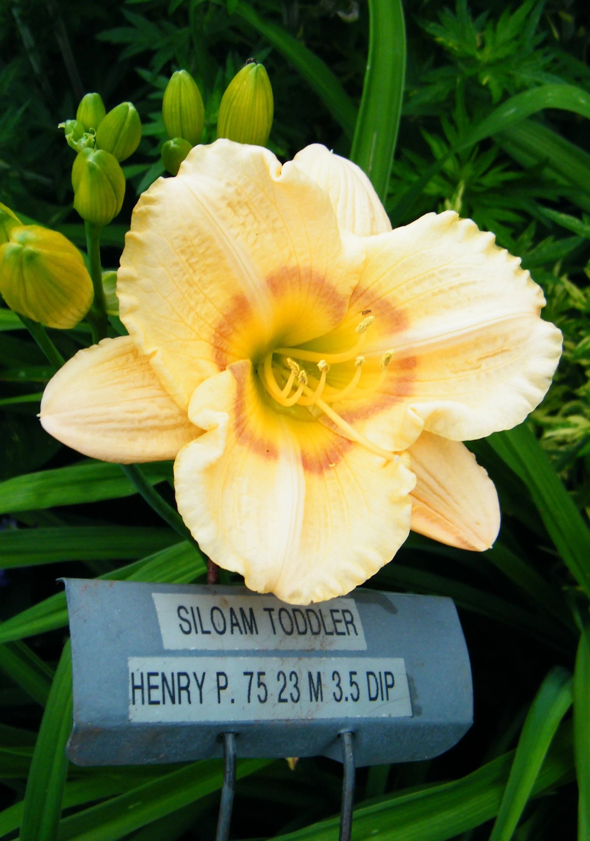 SILOAM TODDLER – QB Daylily Gardens