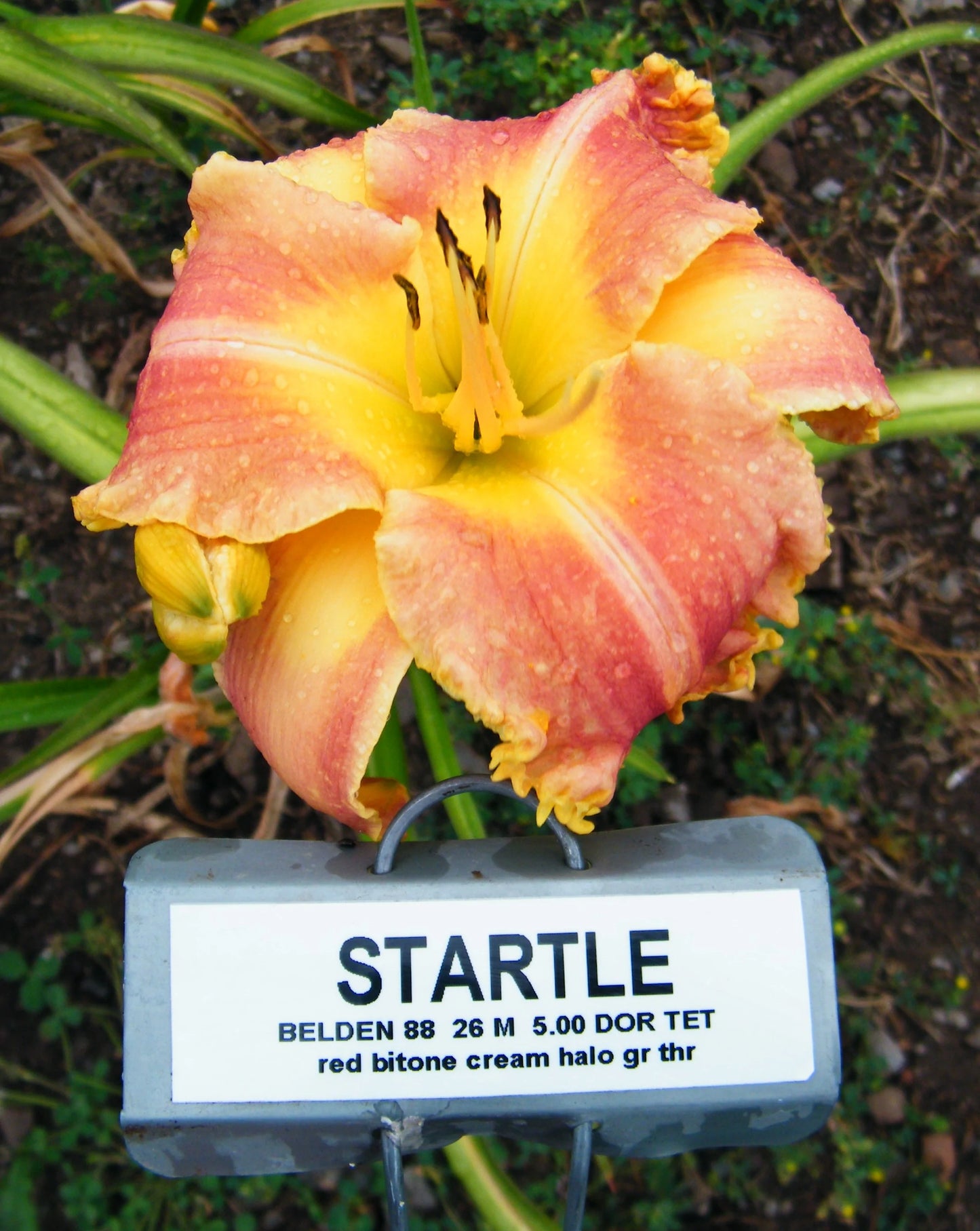STARTLE