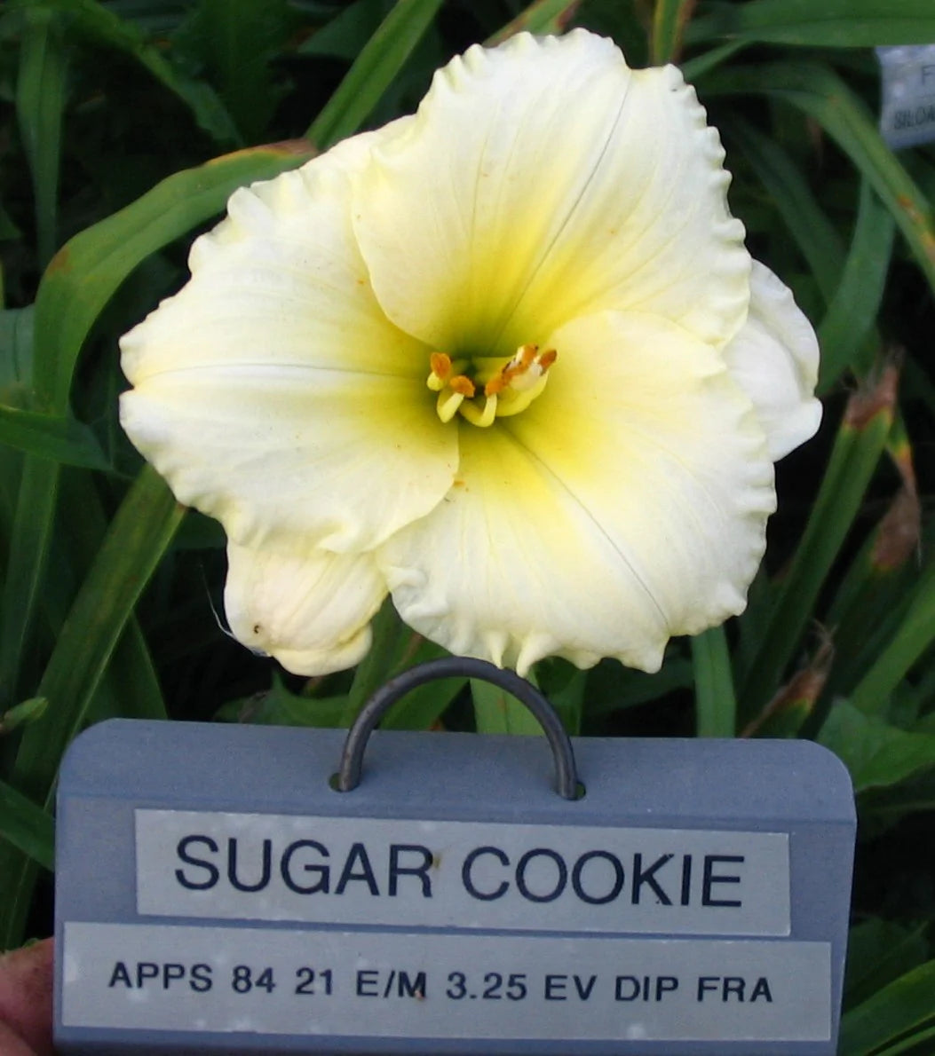 SUGAR COOKIE