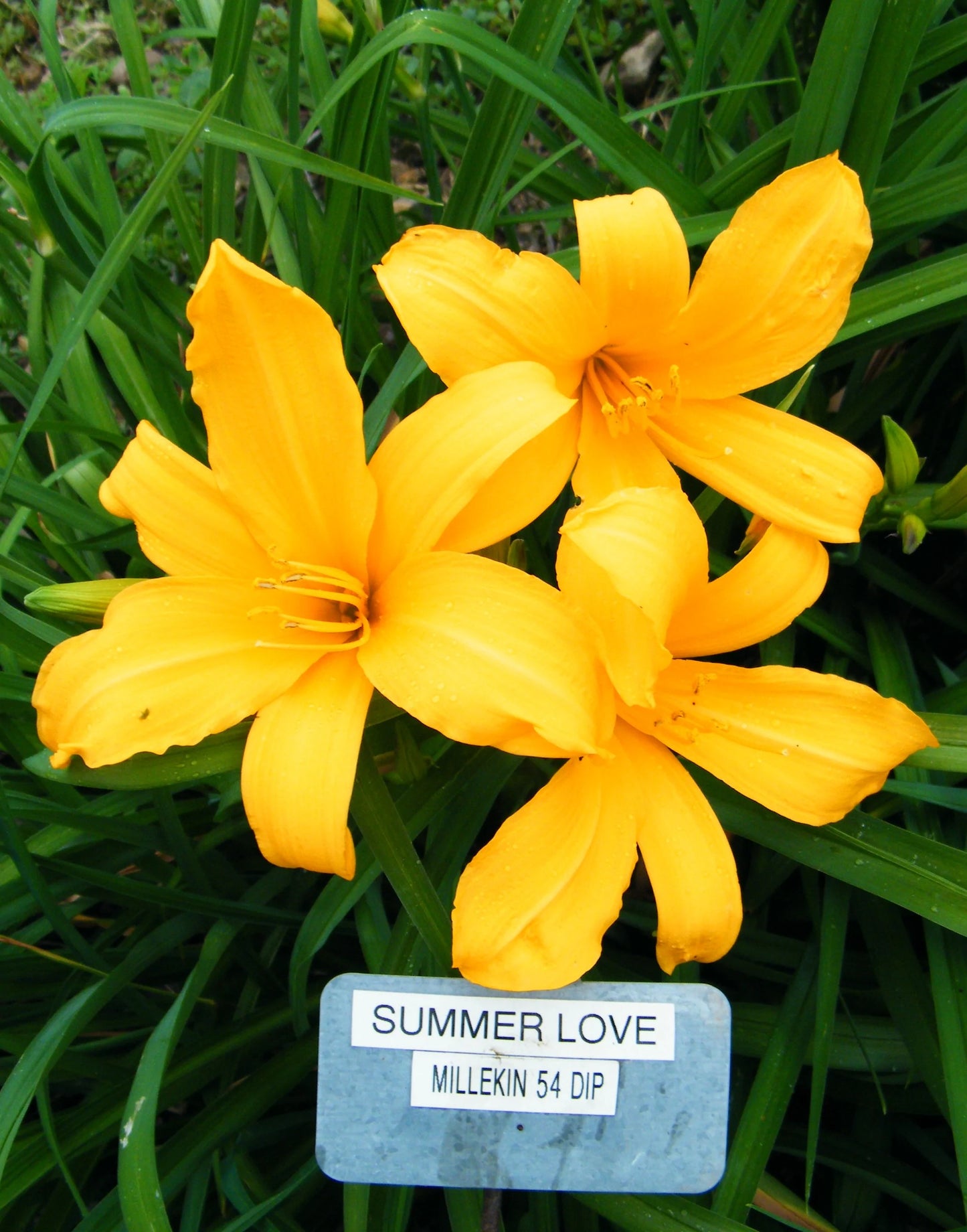 SUMMER LOVE