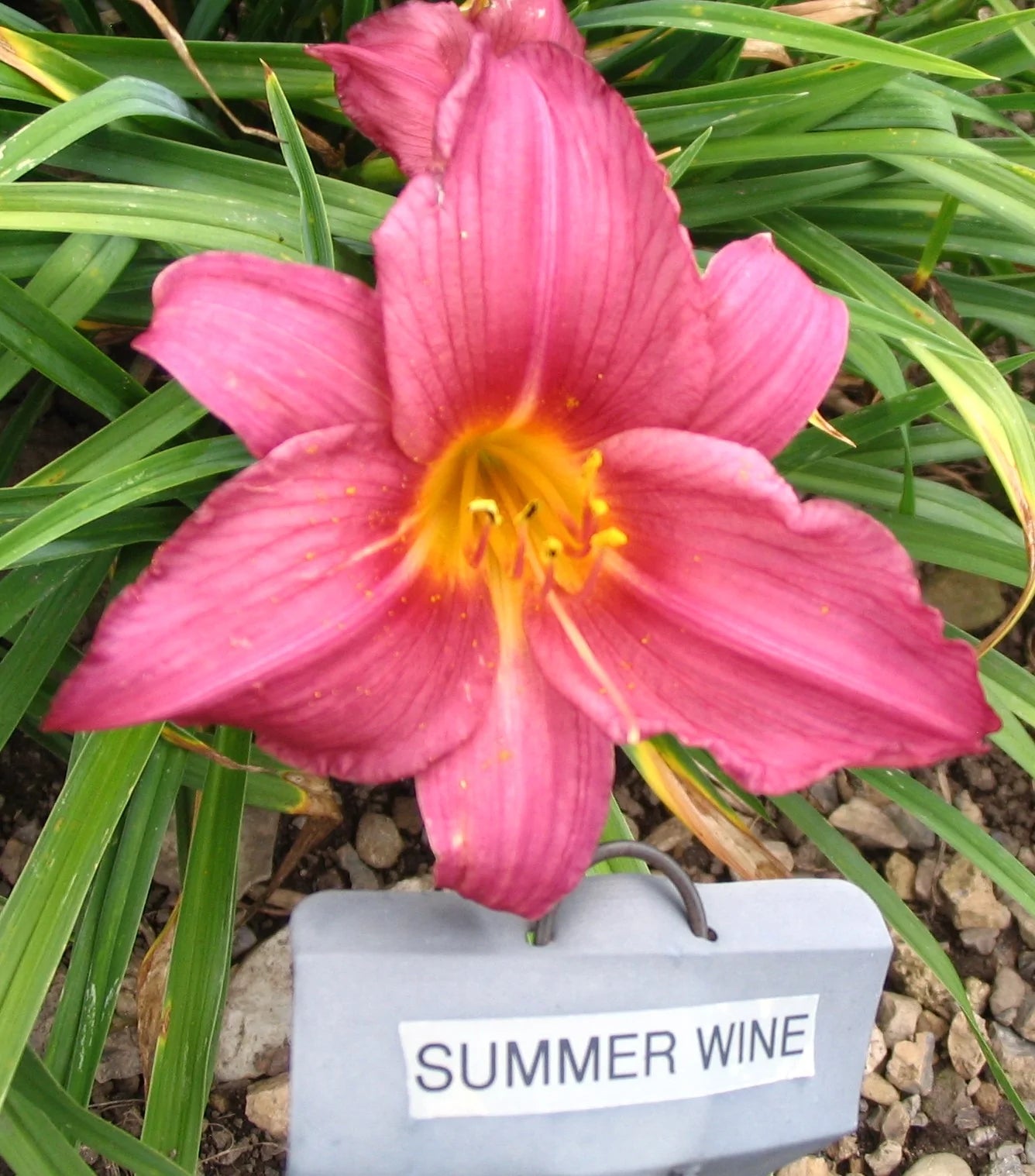 SUMMER WINE – QB Daylily Gardens