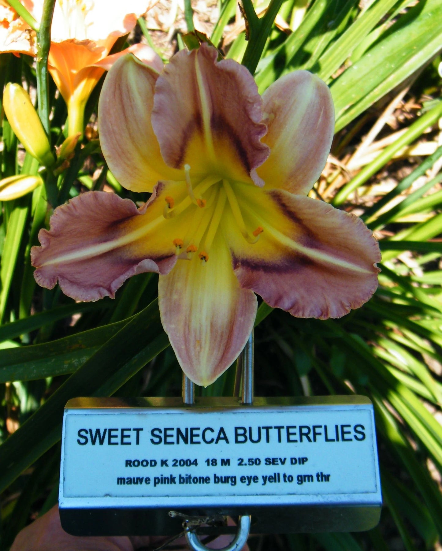 SWEET SENECA BUTTERFLIES