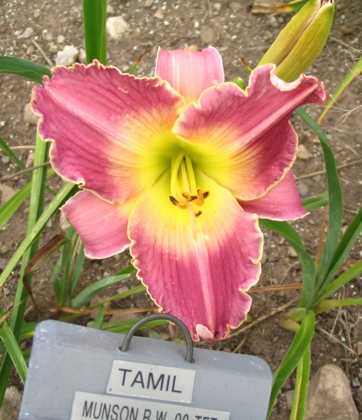 TAMIL