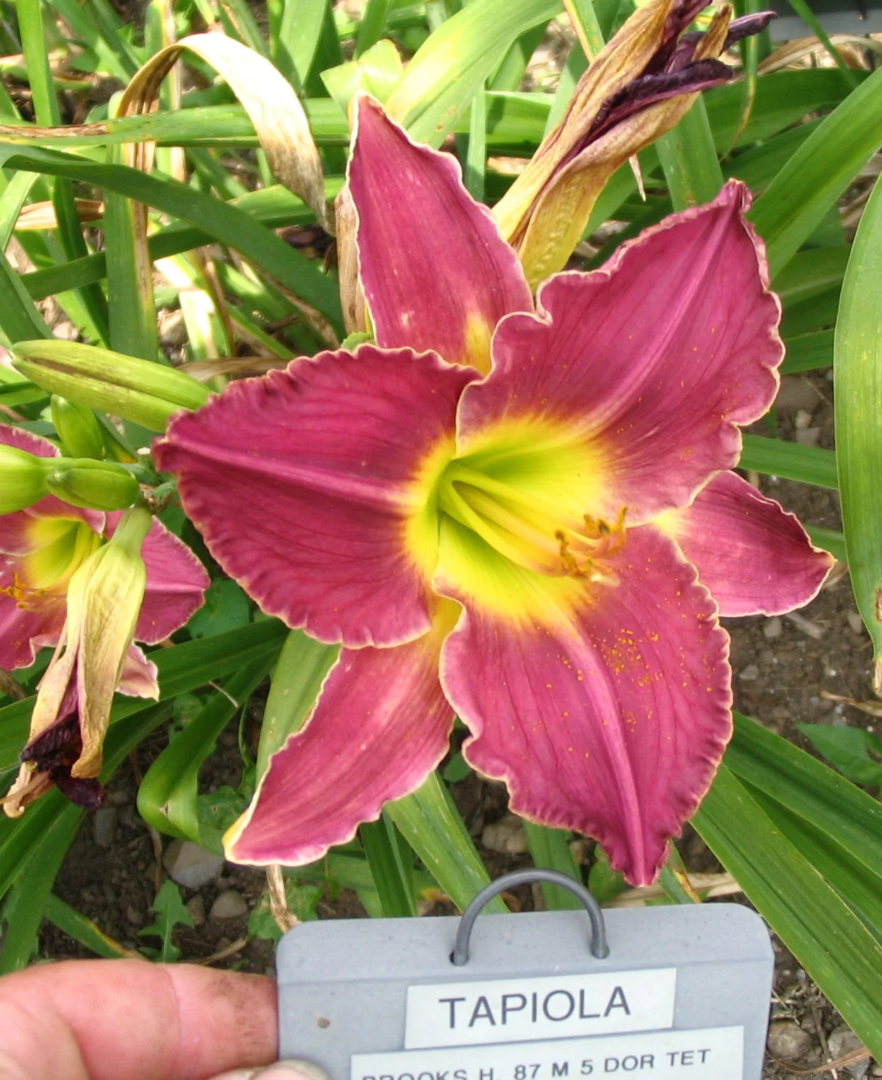 TAPIOLA – QB Daylily Gardens