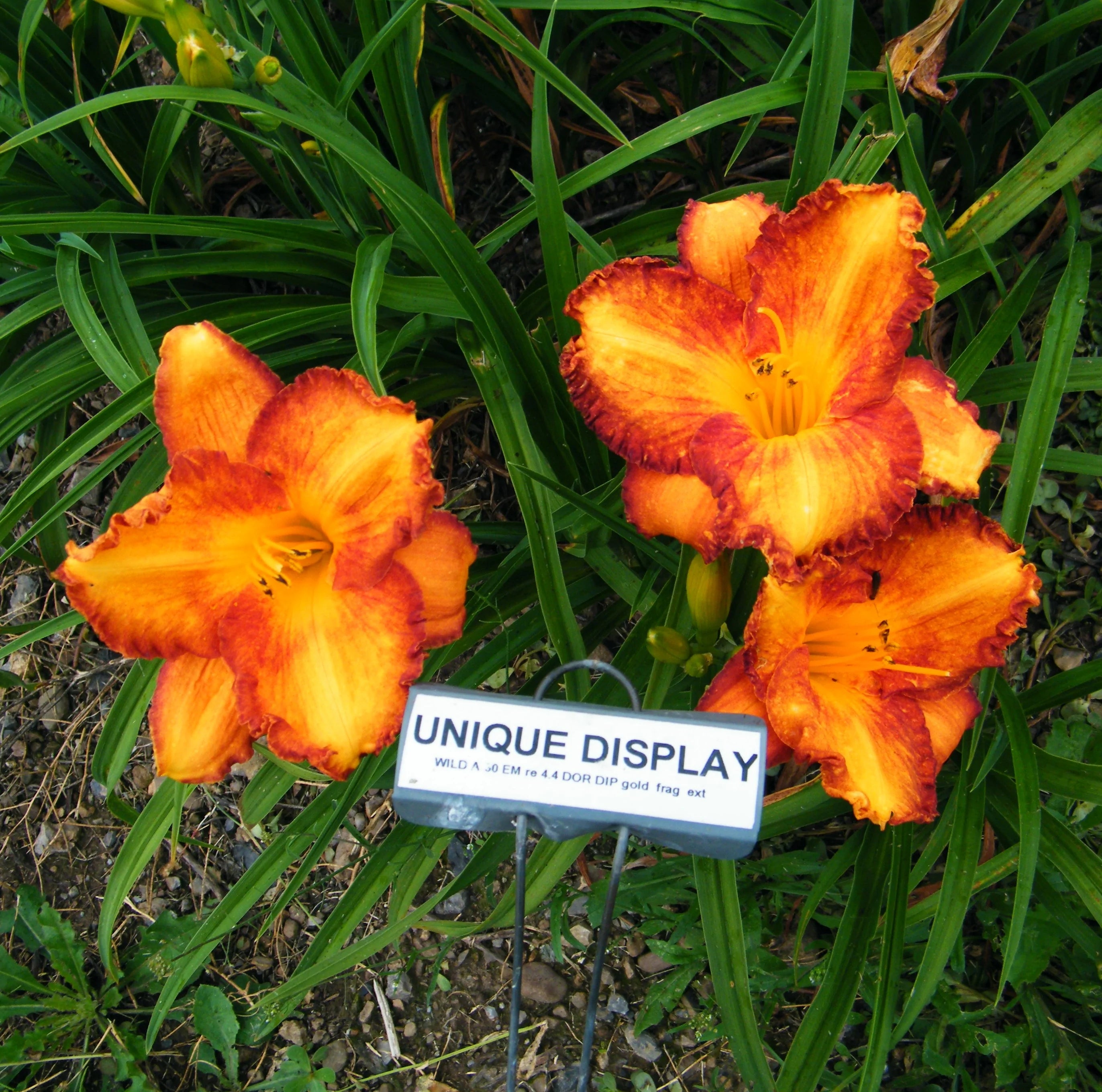 UNIQUE DISPLAY – QB Daylily Gardens