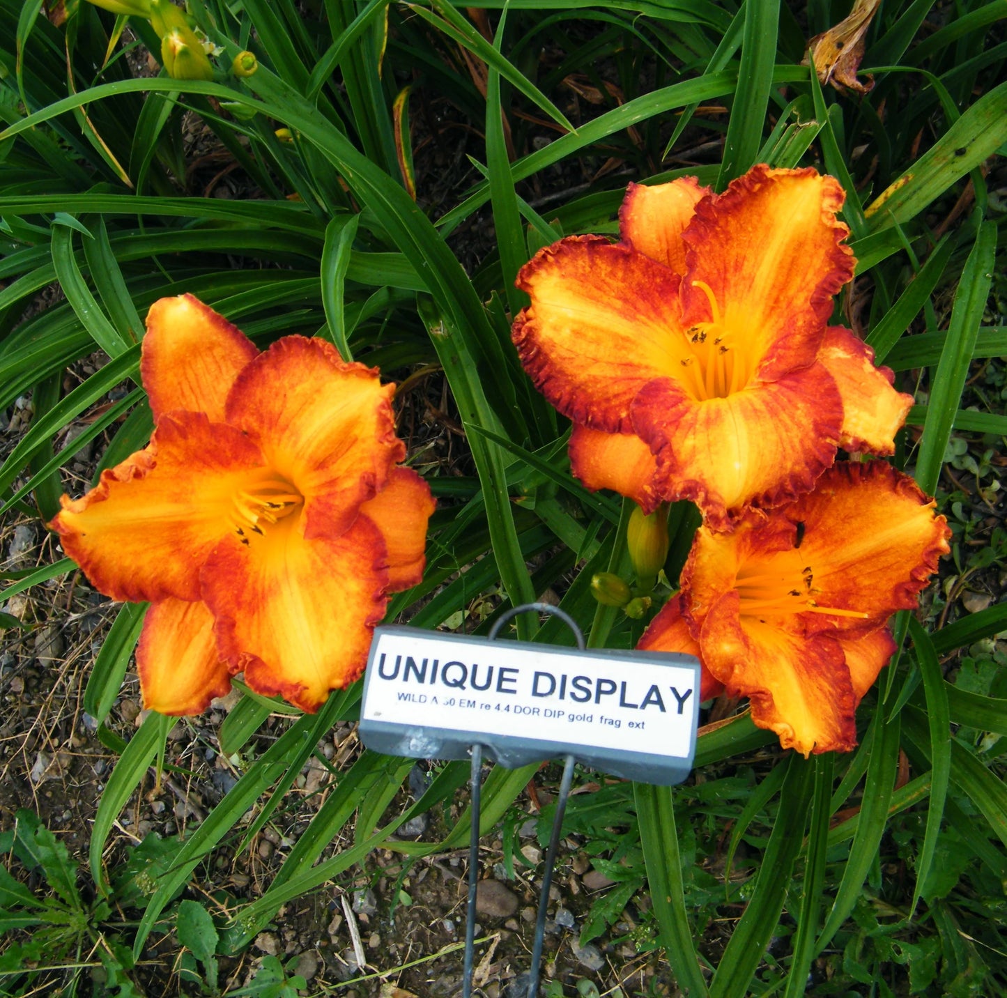 UNIQUE DISPLAY