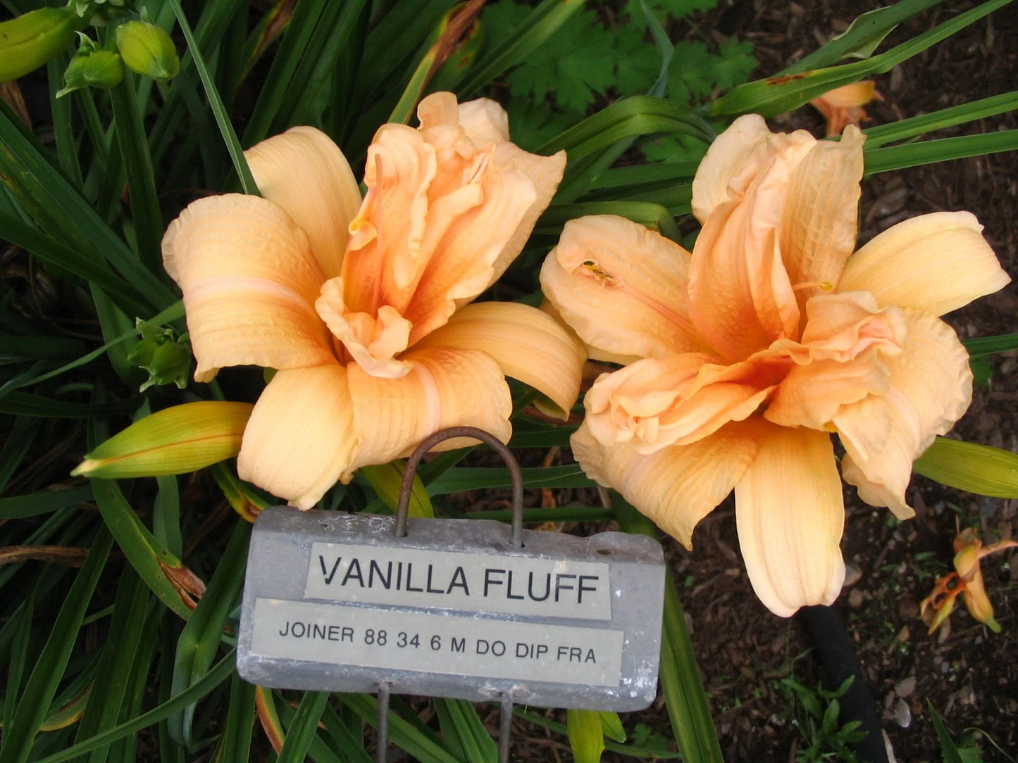 VANILLA FLUFF