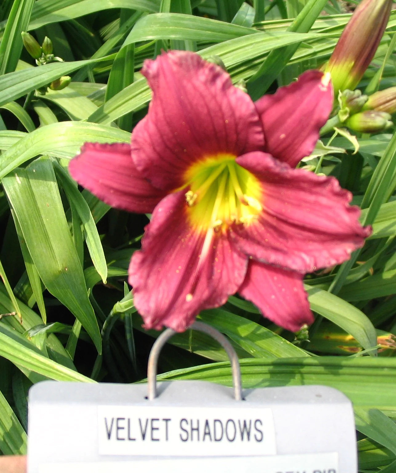 VELVET SHADOWS