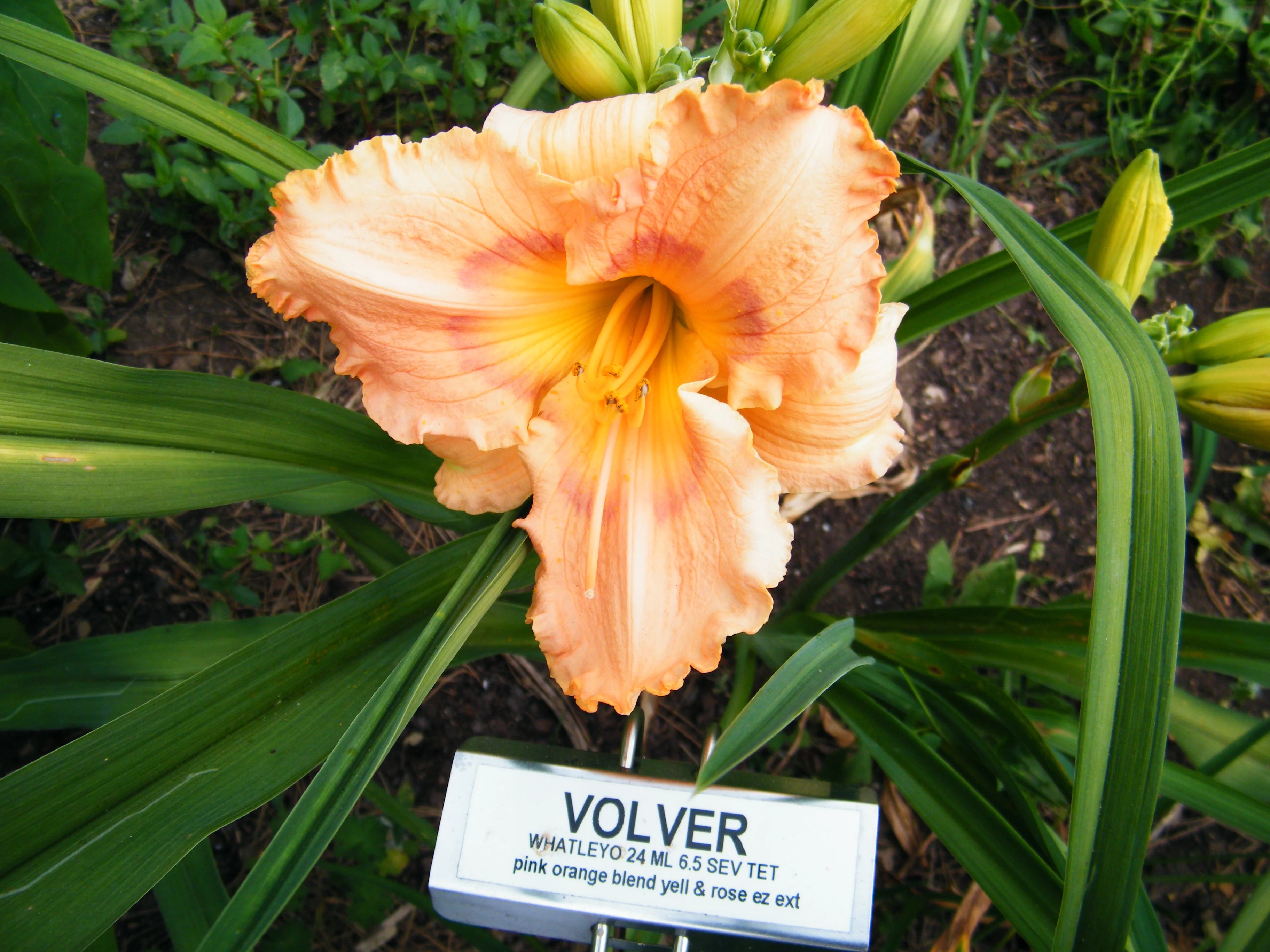 VOLVER – QB Daylily Gardens