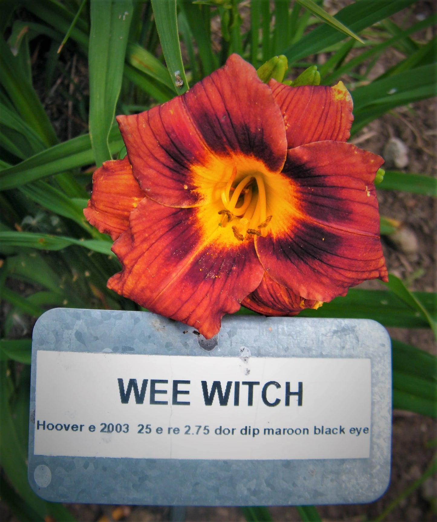 WEE WITCH