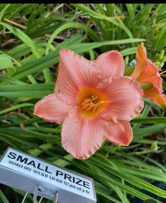 Small Prize