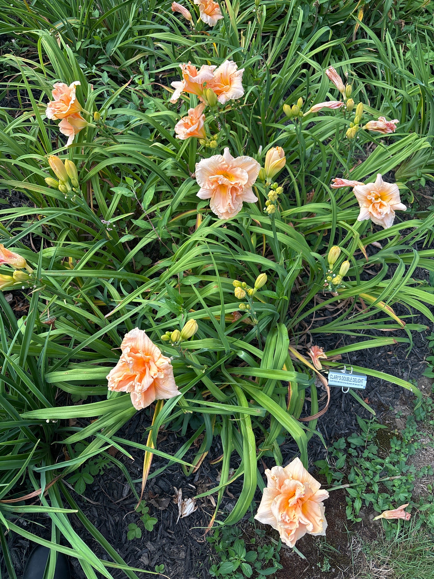 CLARY'S DOUBLE DELIGHT
