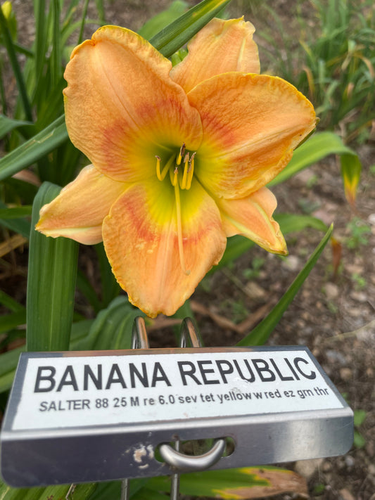 BANANA REPUBLIC