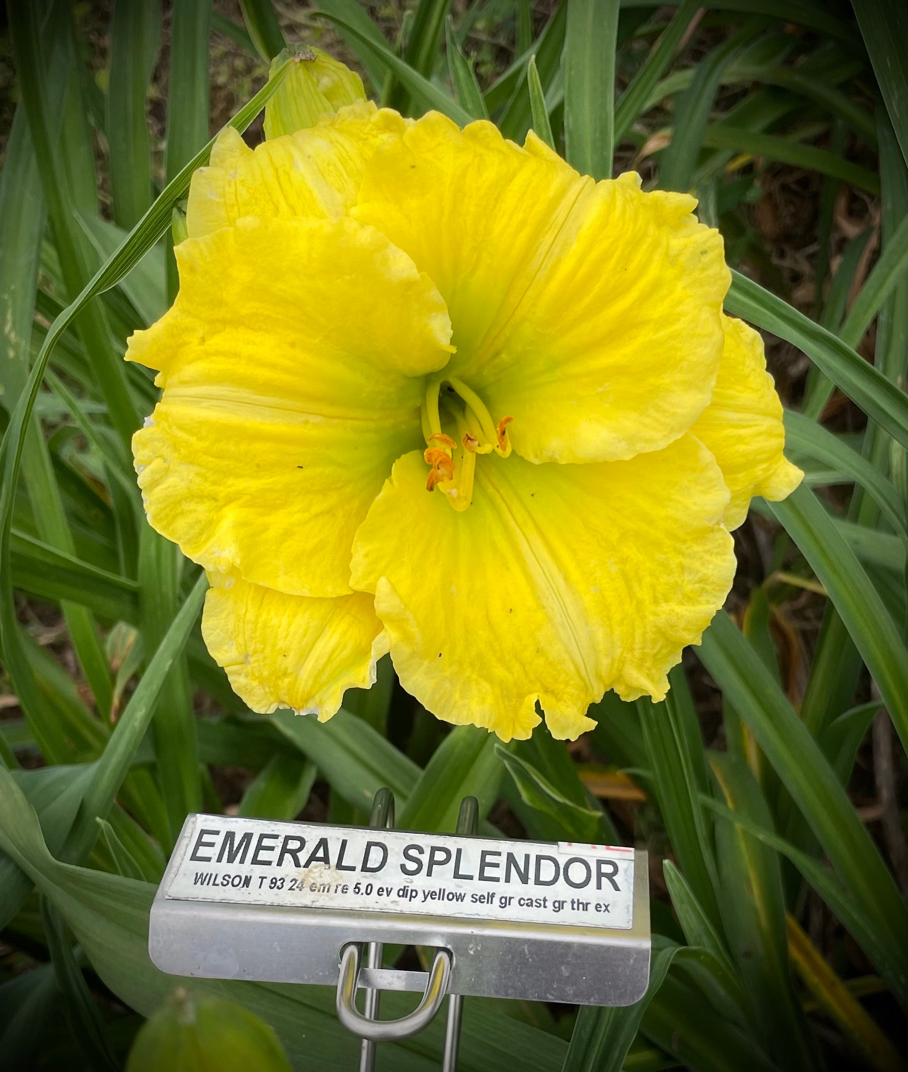 EMERALD SPLENDOR – QB Daylily Gardens