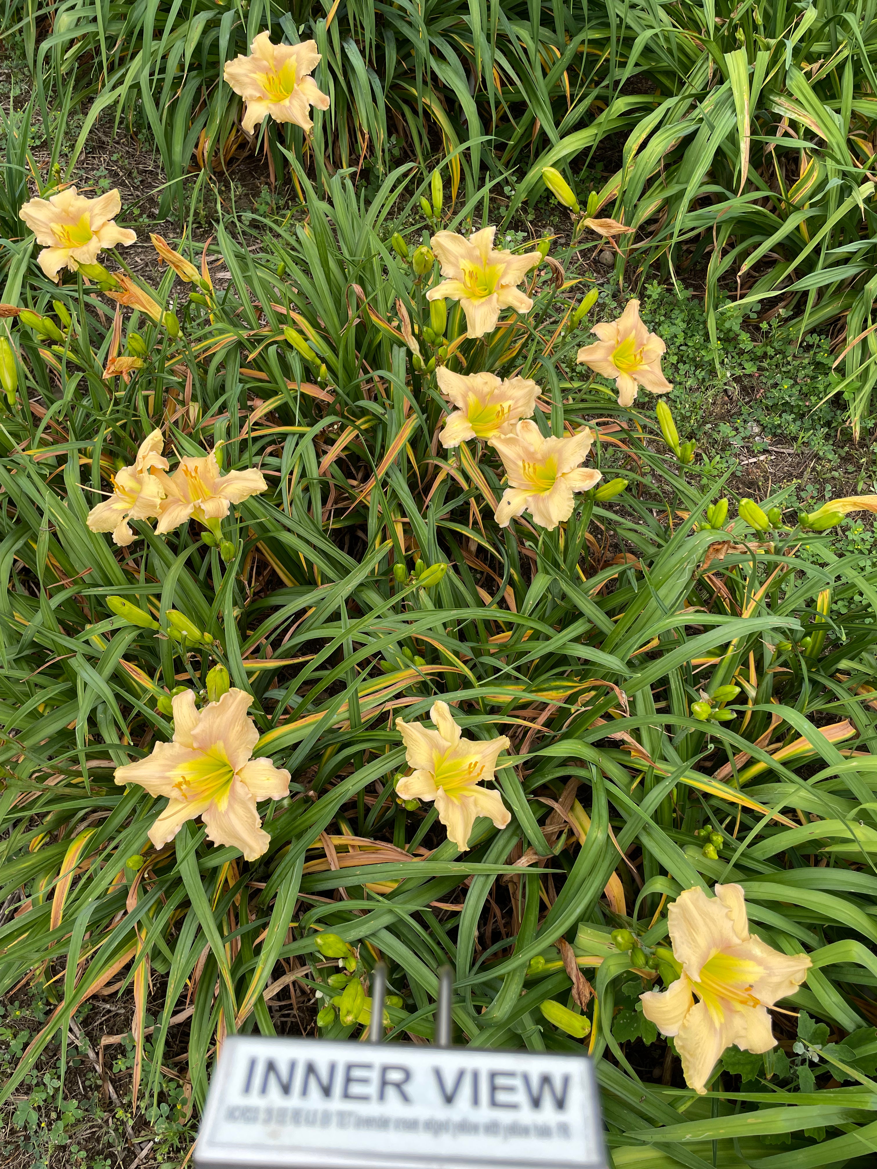 INNER VIEW – QB Daylily Gardens