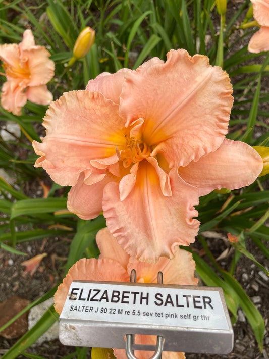 ELIZABETH SALTER