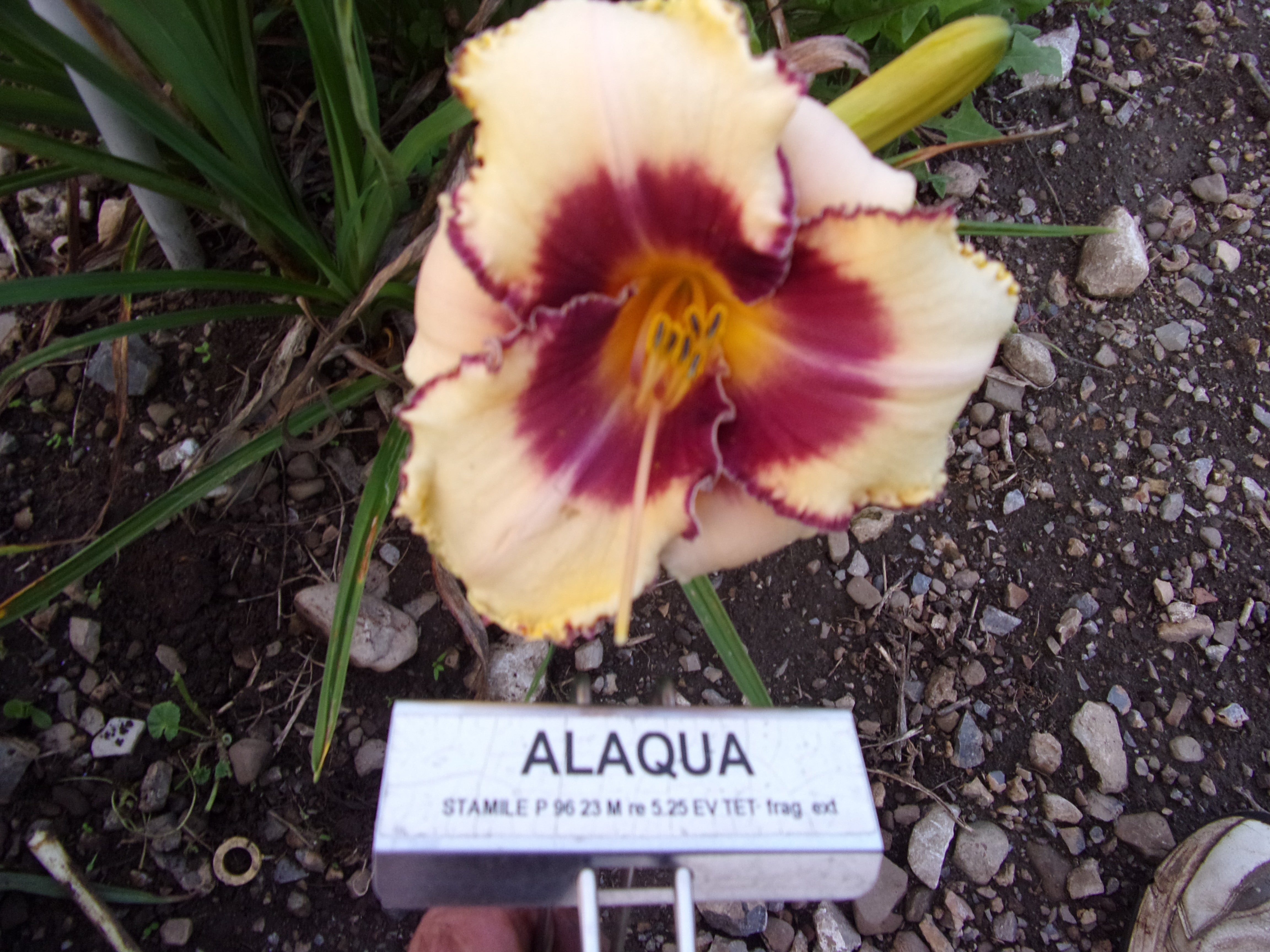 ALAQUA – QB Daylily Gardens