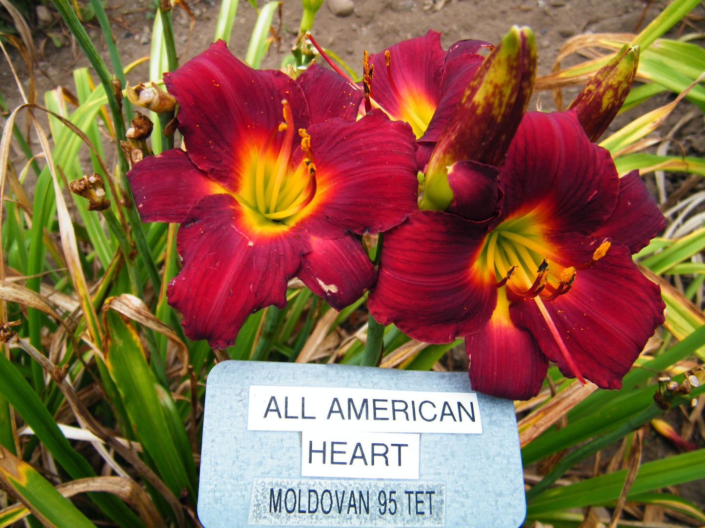 ALL AMERICAN HEART