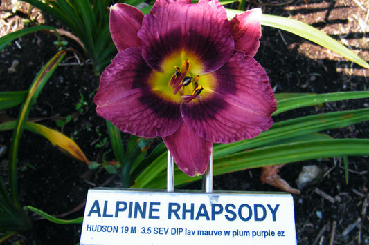 ALPINE RHAPSODY
