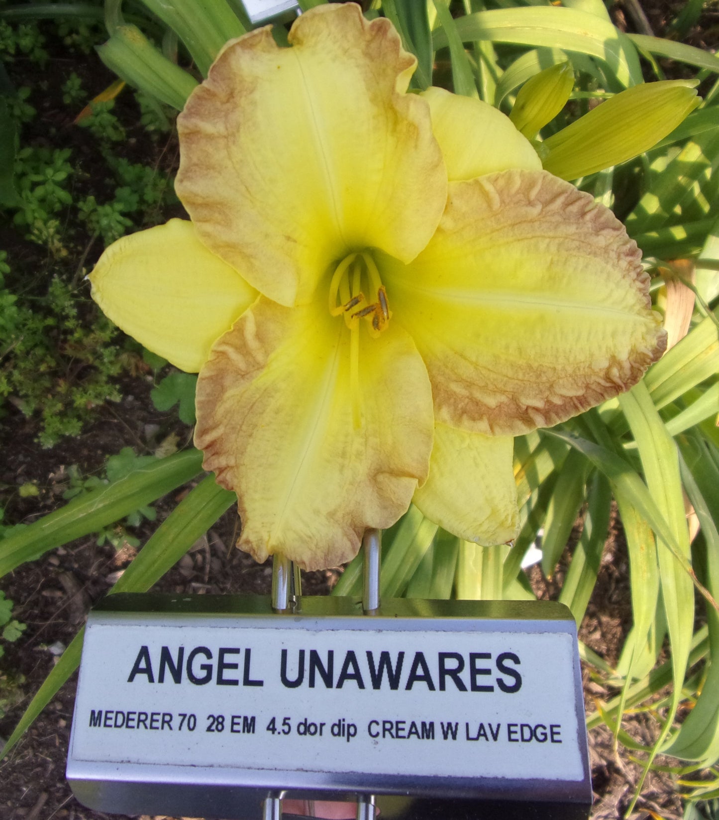 ANGEL UNAWARES