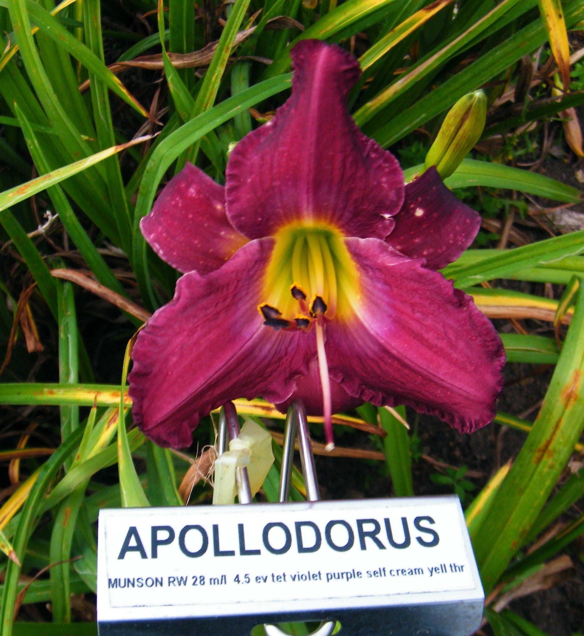 apollo planted the seed APOLLODORUS – QB Daylily Gardens