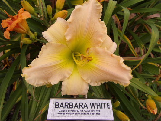 BARBARA WHITE