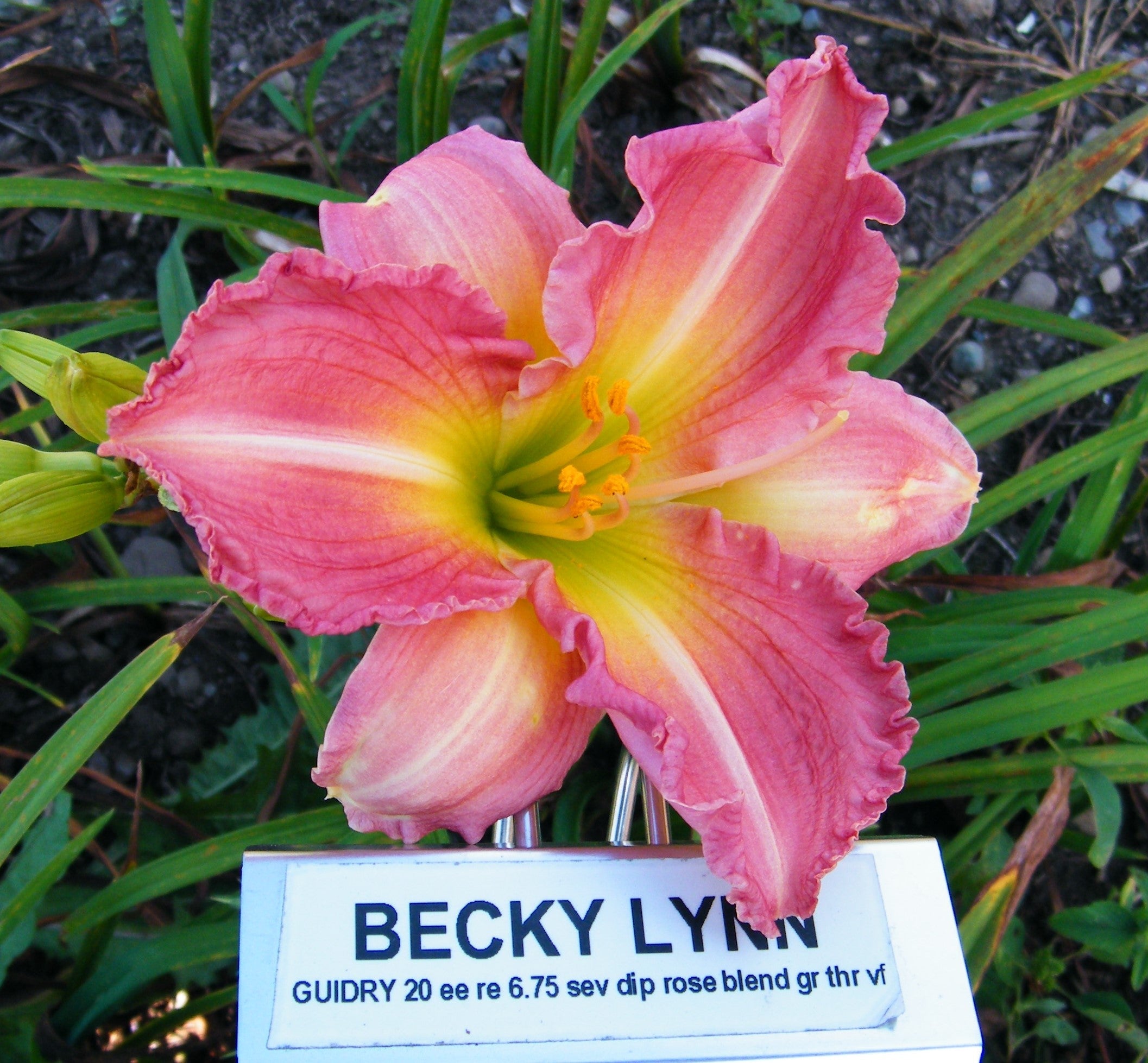 BECKY LYNN – QB Daylily Gardens