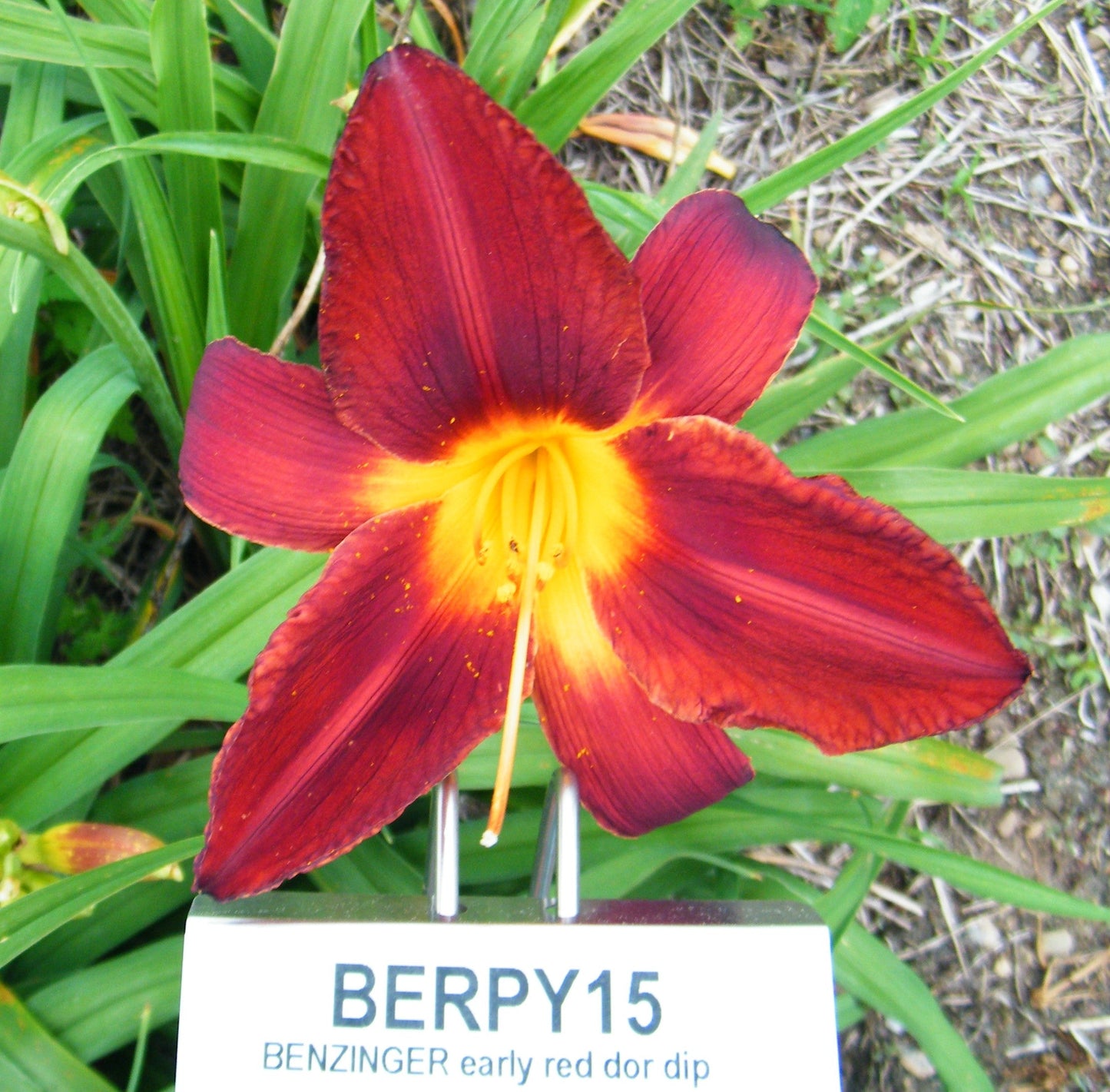 BENZINGER'S EARLY RED [BERPY15]