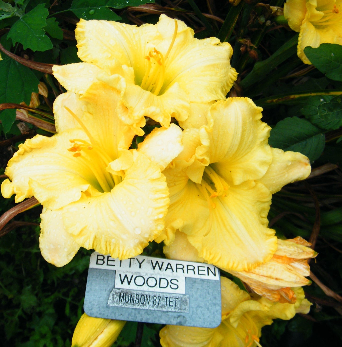 BETTY WARREN WOODS
