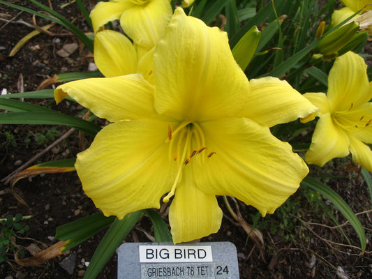 BIG BIRD