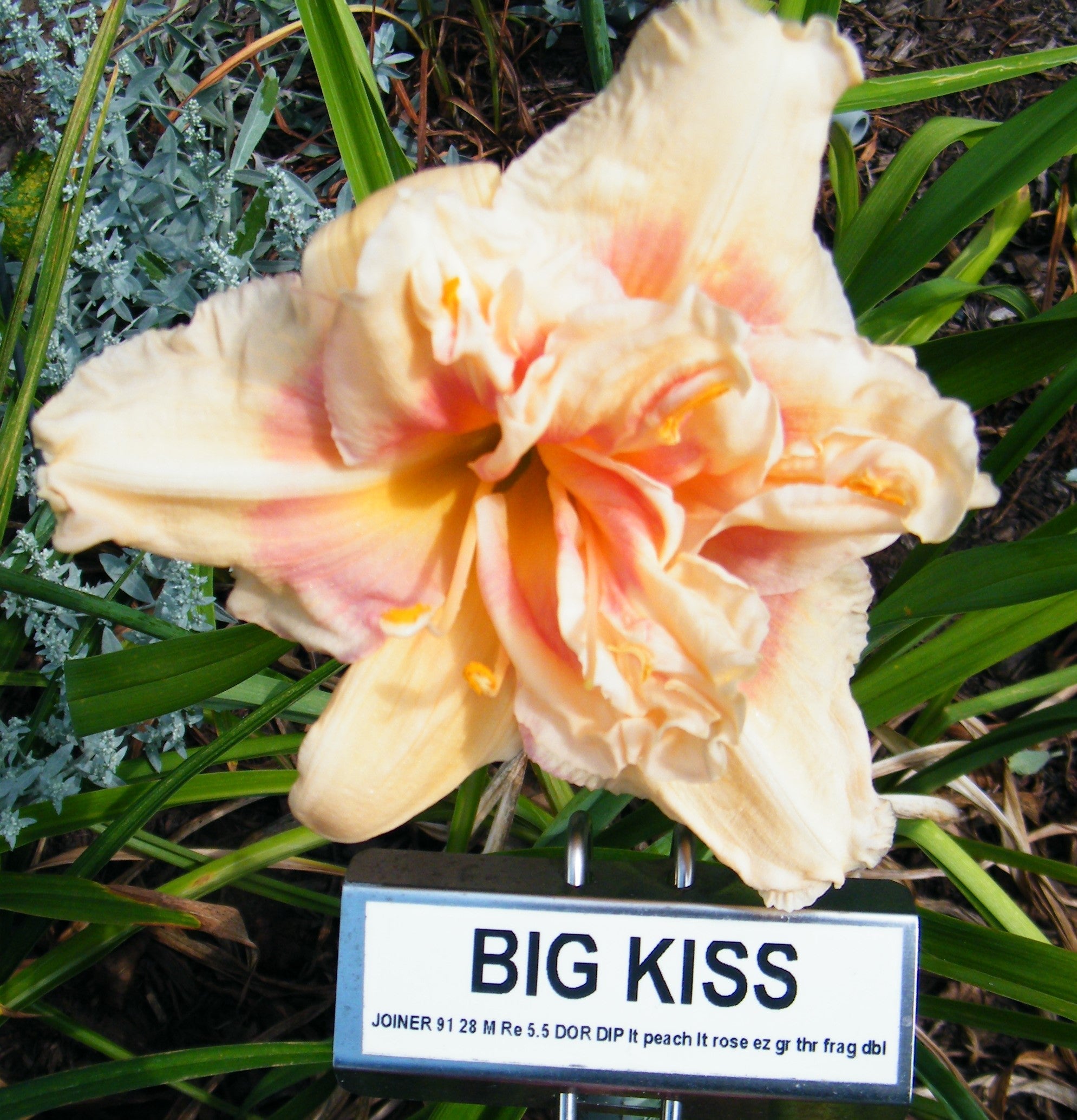 BIG KISS – QB Daylily Gardens