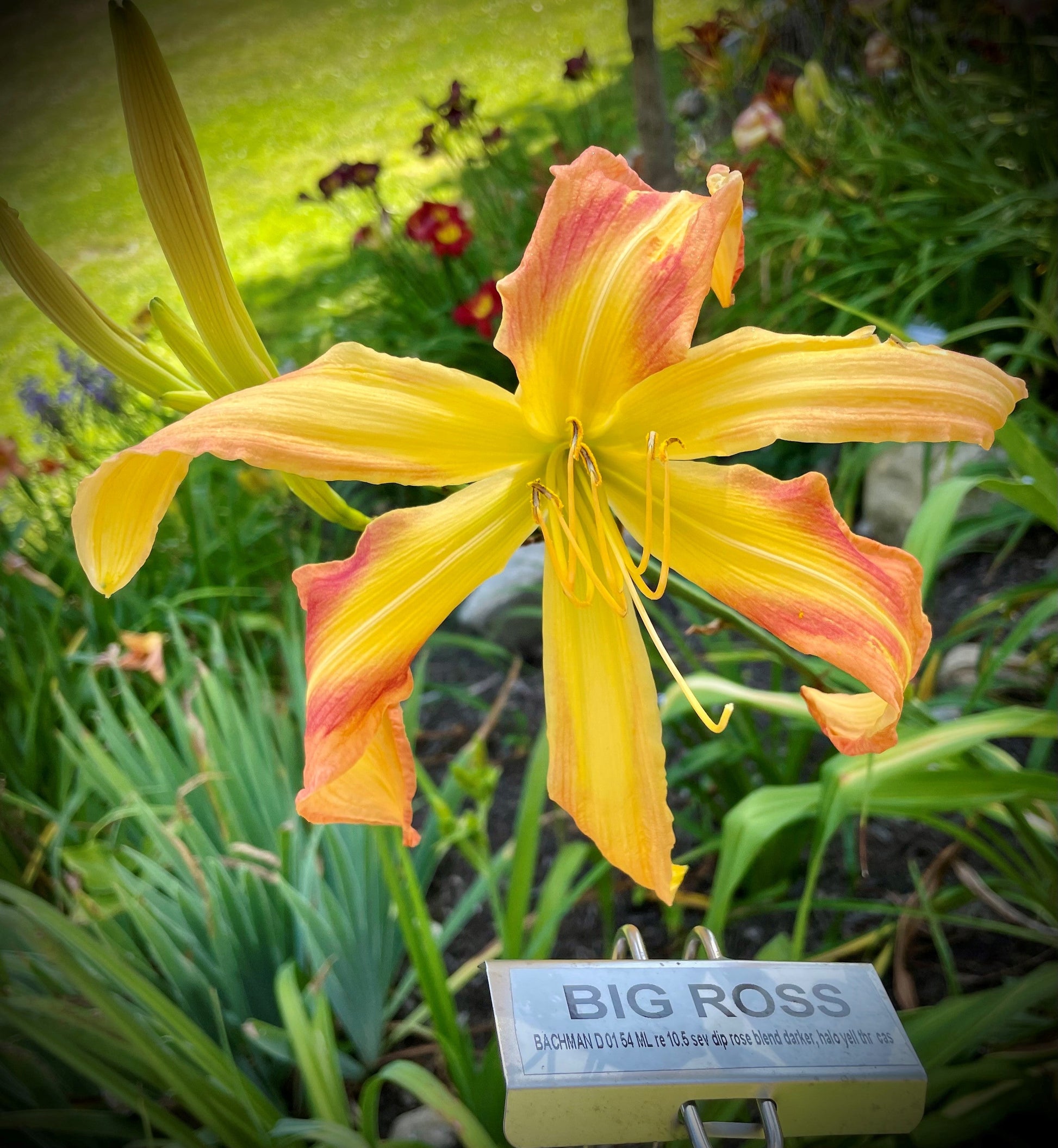 ross seed plant BIG ROSS – QB Daylily Gardens