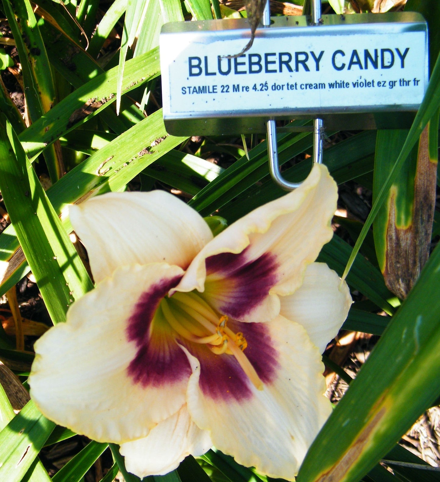 BLUEBERRY CANDY
